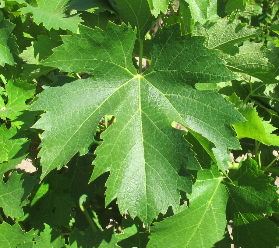Feuille