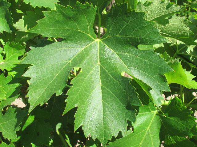 Feuille
