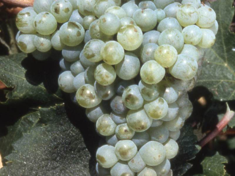 Grappe