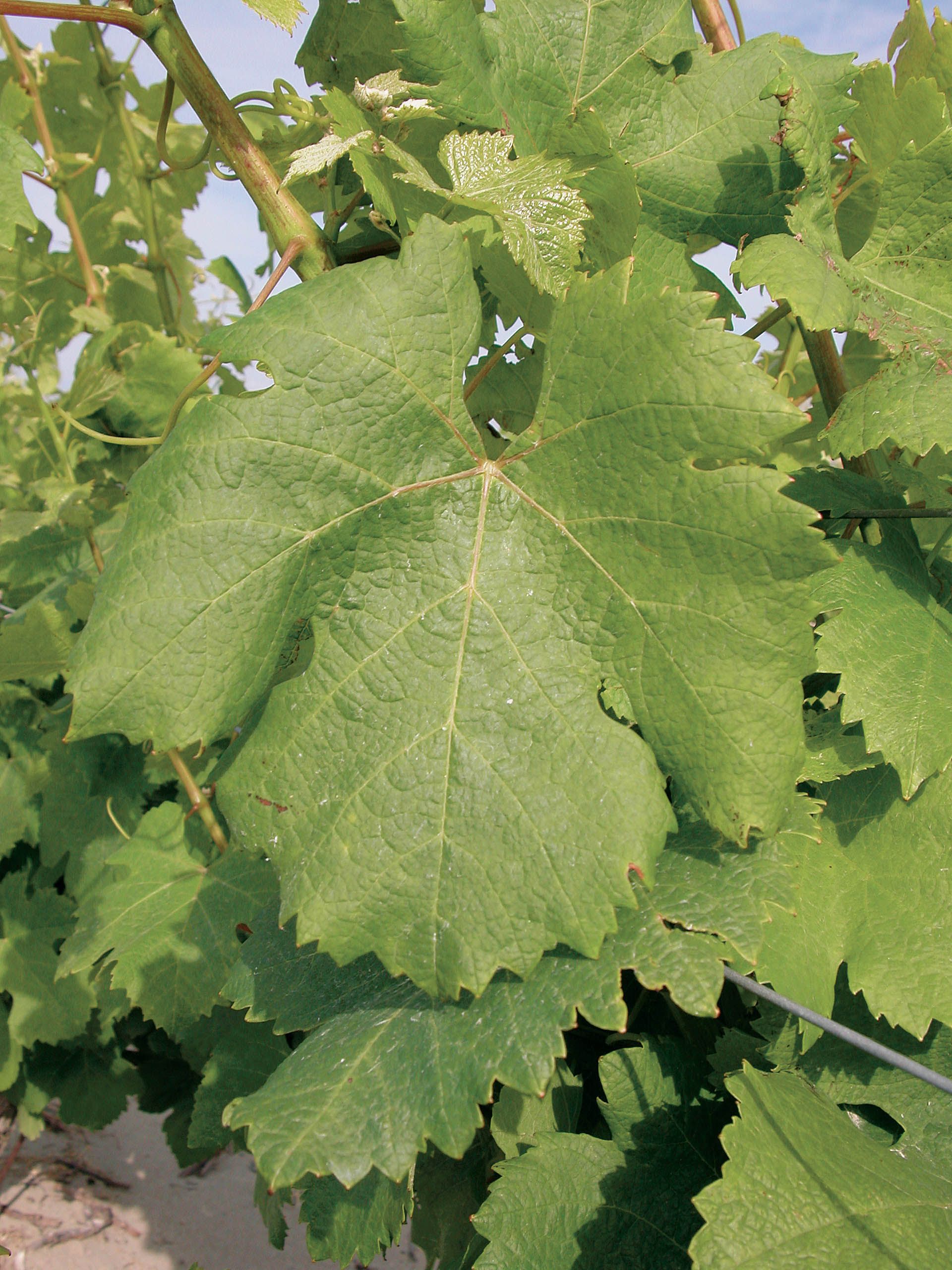 Feuille