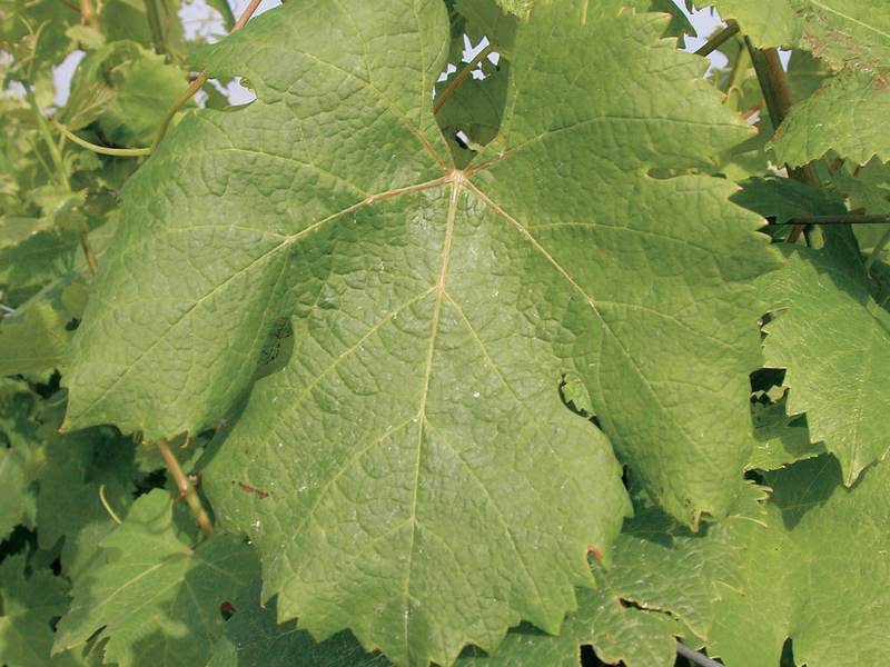Feuille