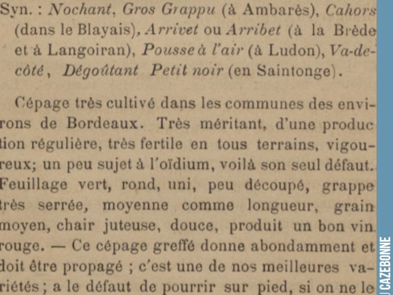 Every day, presenting a forgotten grape variety.
We planted Jurançon noir, which around here went by the name of enrageat. A productive variety, still found in the South-West, in ...