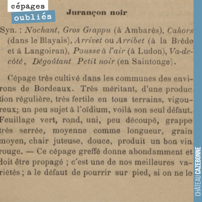 Every day, presenting a forgotten grape variety.
We planted Jurançon noir, which around here went by the name of enrageat. A productive variety, still found in the South-West, in ...