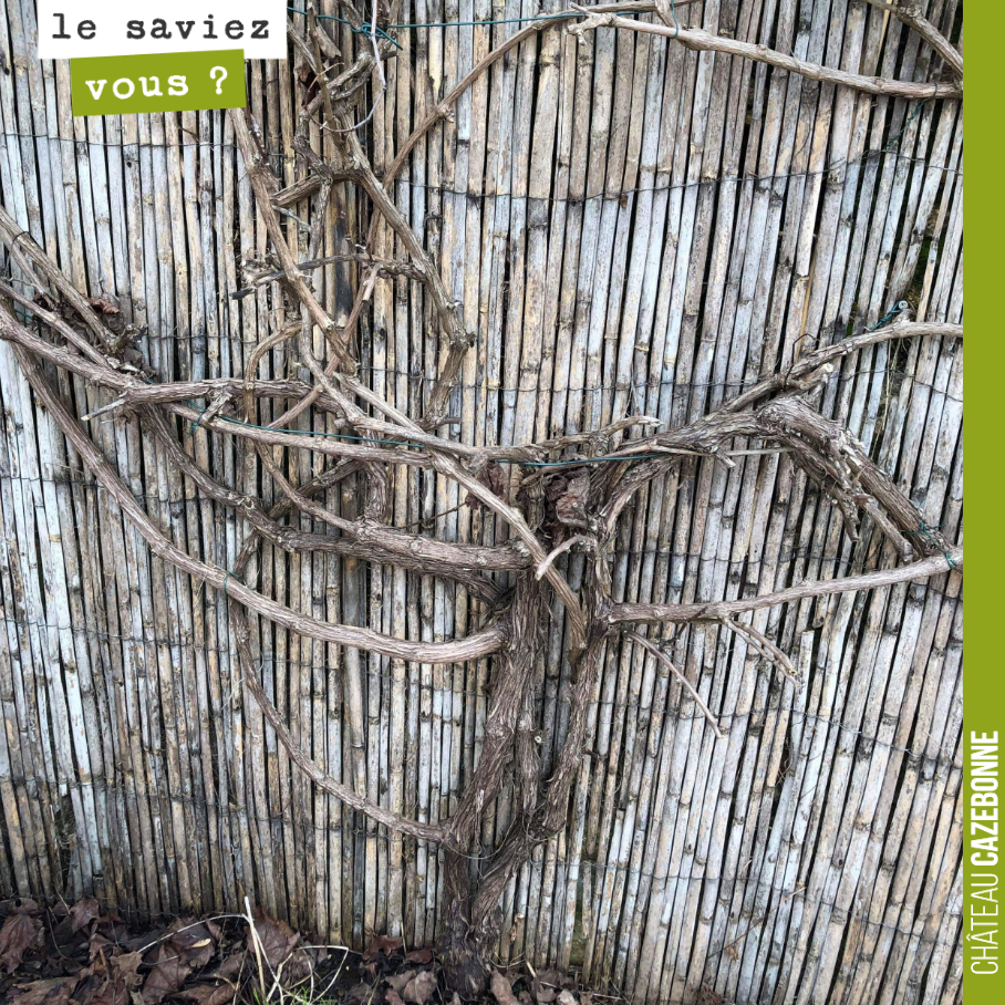 One of our loyal followers on social media is asking us how to prune their vine.
How would you do it?