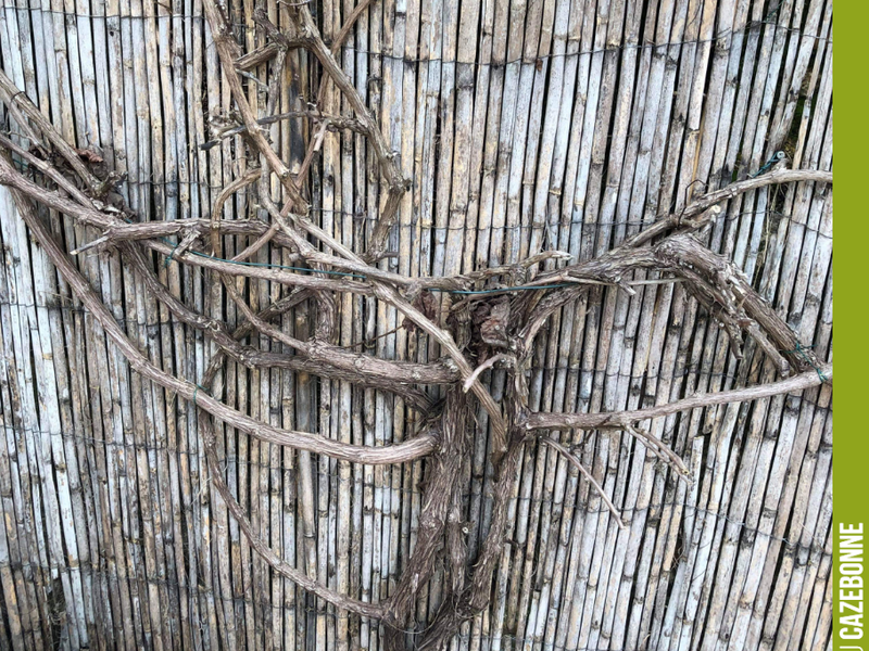 One of our loyal followers on social media is asking us how to prune their vine.
How would you do it?