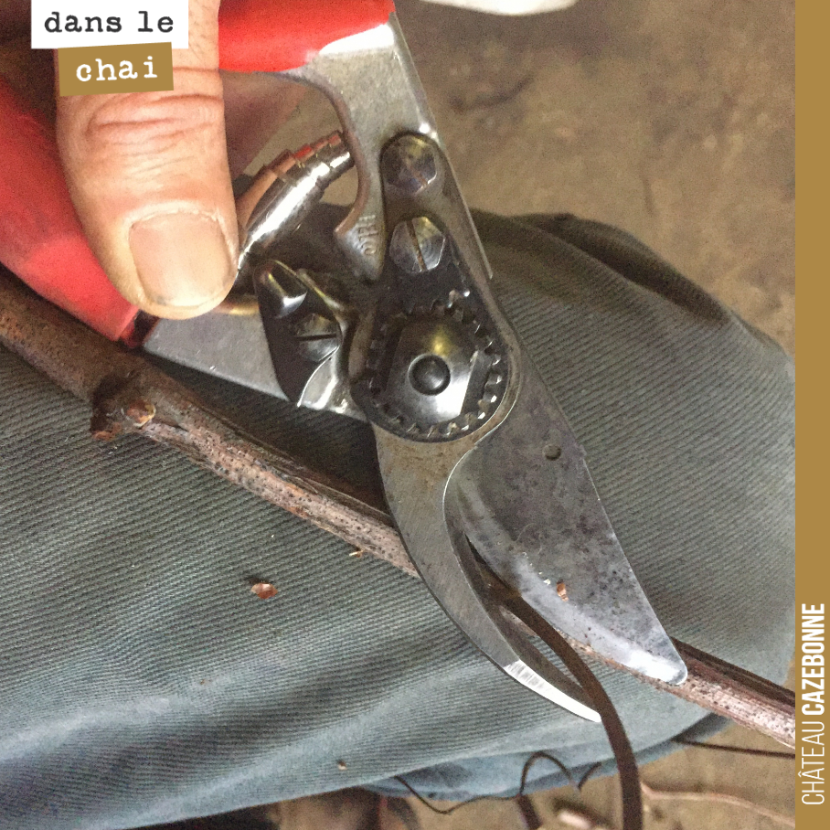 Quietly in the cellar, Francis is cleaning the vine cuttings for spring top-grafting. Mancin cuttings.