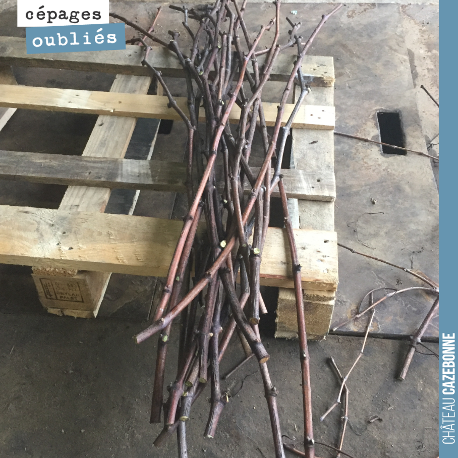 We sort, clean and select the scion wood for top-grafting our forgotten grape varieties in the spring.
Meticulous work is required before placing the cuttings in cold storage for the winter.