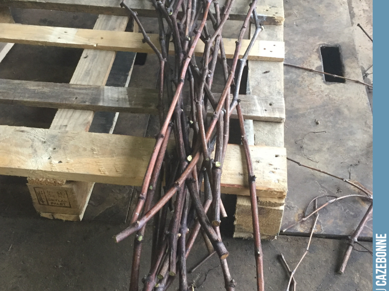 We sort, clean and select the scion wood for top-grafting our forgotten grape varieties in the spring.
Meticulous work is required before placing the cuttings in cold storage for the winter.