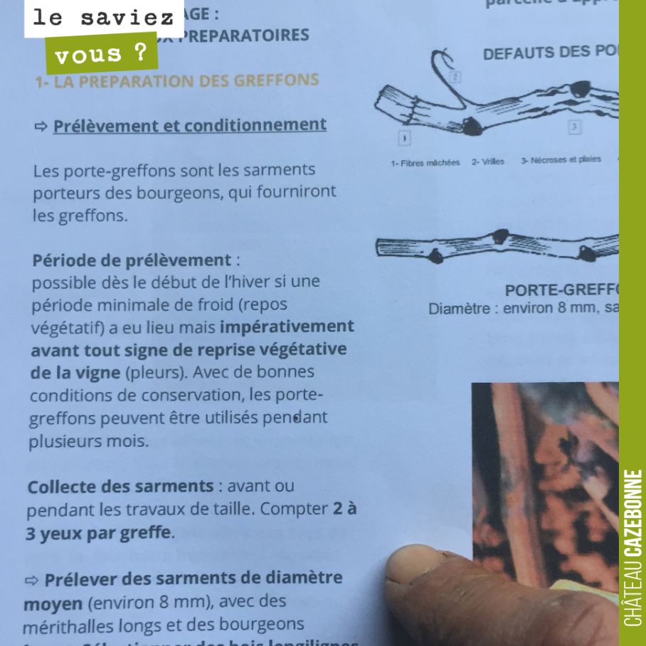We are preparing the scion wood for the top-grafting that we will carry out in the spring. We need to select wood of a good diameter with 2 or 3 buds per graft.
We are preparing scions from the Castet...