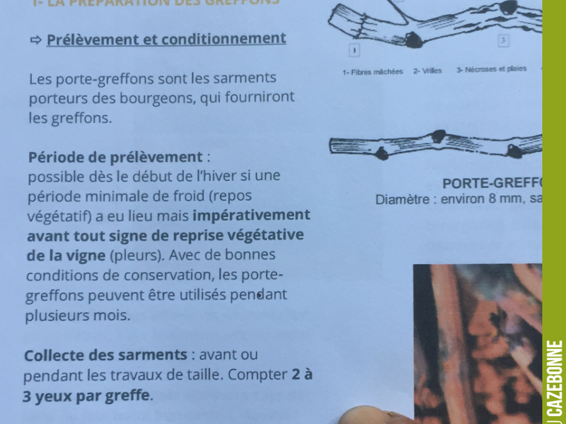 We are preparing the scion wood for the top-grafting that we will carry out in the spring. We need to select wood of a good diameter with 2 or 3 buds per graft.
We are preparing scions from the Castet...