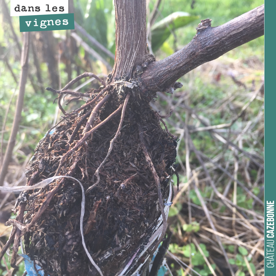 On our parcel of top-grafted Sauvignon Gris, sawdust helped retain moisture around the graft. As a result, roots have grown at scion level. It must be sa...