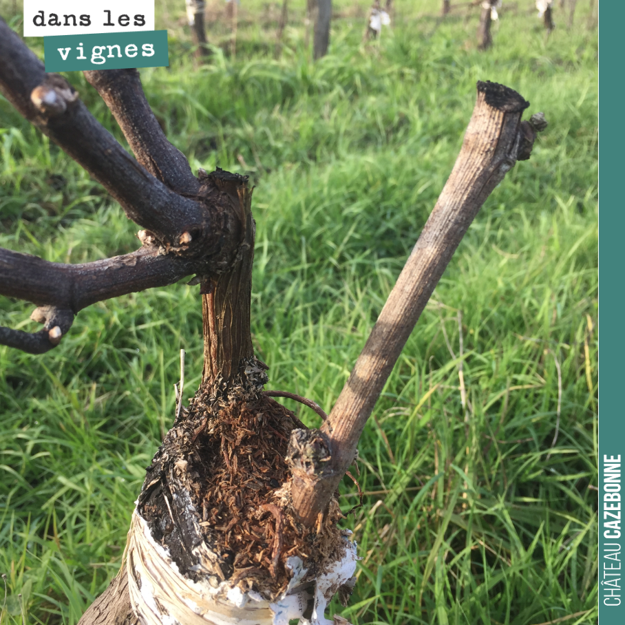 Last year, we top-grafted Sauvignon Gris onto this parcel of Sémillon. The grafts took well and shoot growth was vigorous. If only the hail hadn’t hit...