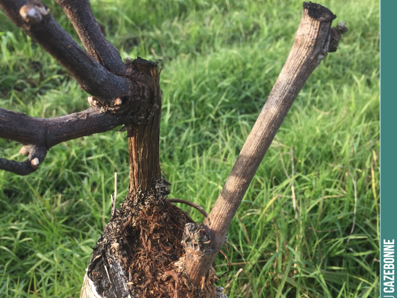 Last year, we top-grafted Sauvignon Gris onto this parcel of Sémillon. The grafts took well and shoot growth was vigorous. If only the hail hadn’t hit...