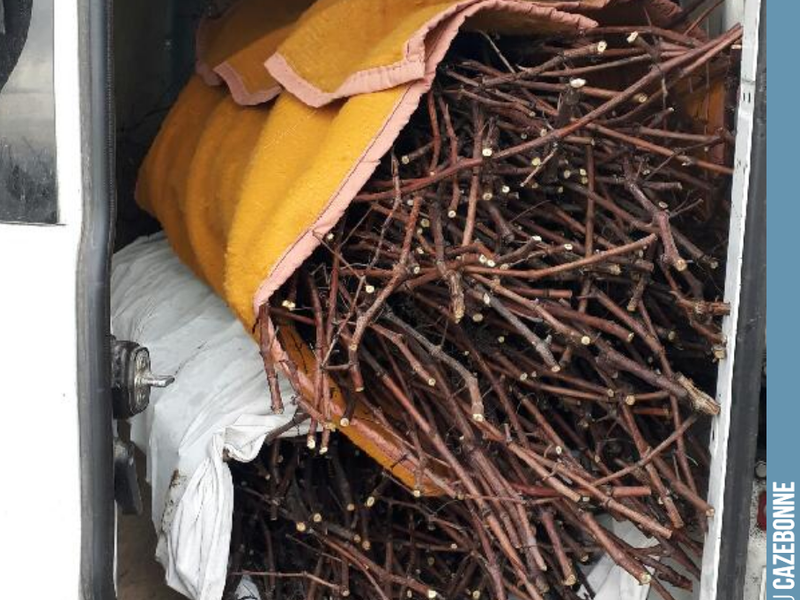 Selecting Mancin scion wood for our spring top-grafting. Our goal this year is to top-graft one hectare of Mancin and Castets on our Cazebonne plot. This will allow us ...