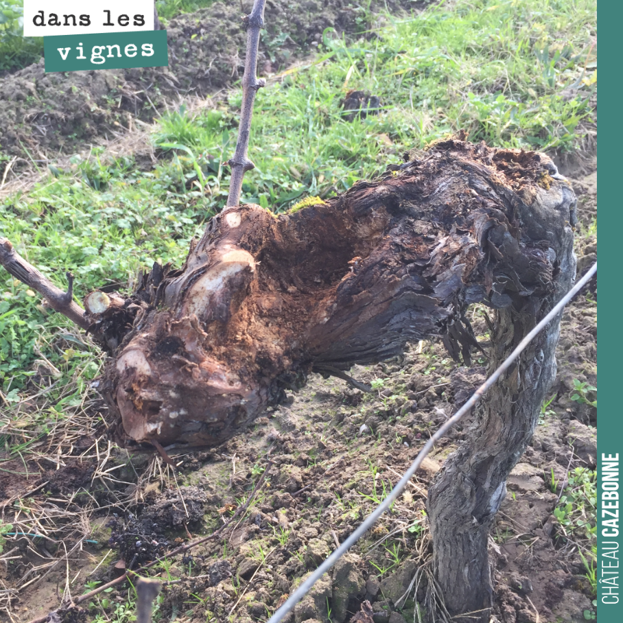 We have pruned and cleaned up this vine as best we could, waiting for a renewal shoot to allow us to restructure it in a future year.
Pruning is essential work. On every vine, one must make...