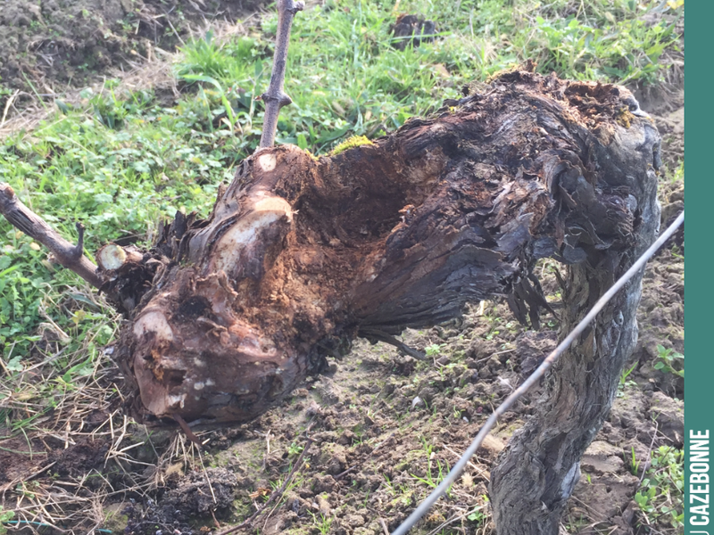 We have pruned and cleaned up this vine as best we could, waiting for a renewal shoot to allow us to restructure it in a future year.
Pruning is essential work. On every vine, one must make...