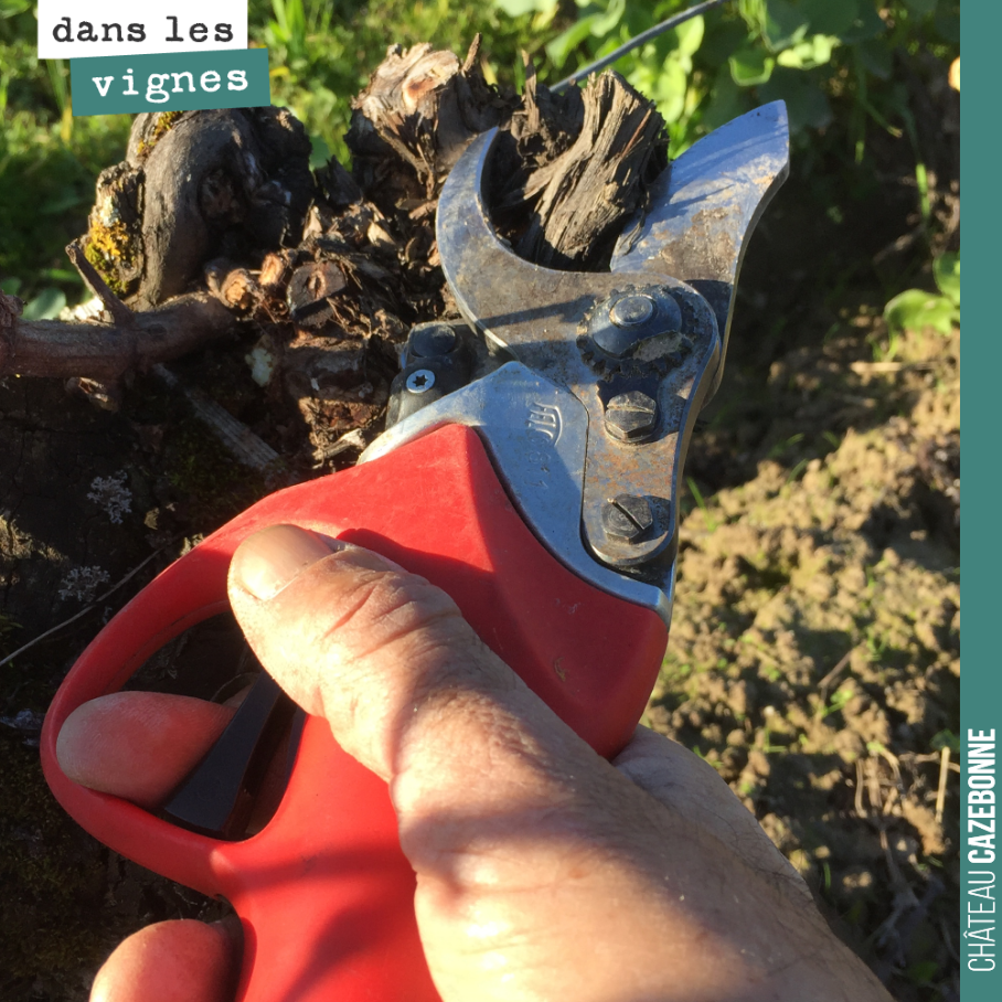 Francis's secateurs. A precision weapon.