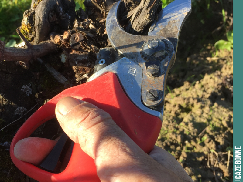 Francis's secateurs. A precision weapon.