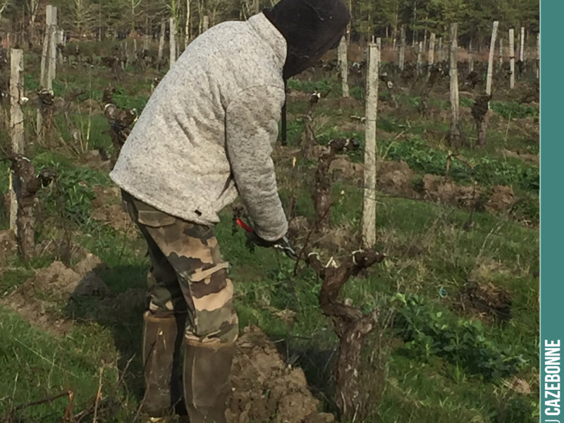 Benjamin pruning in the Cousines plot.