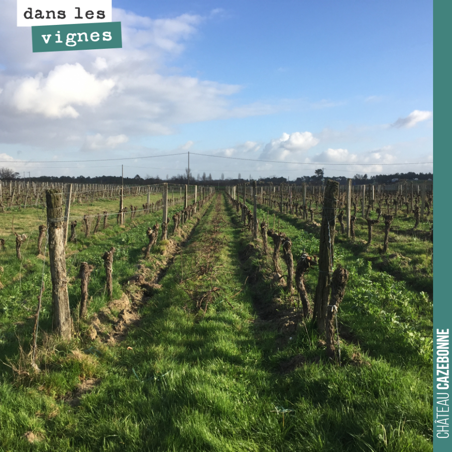The vineyard is beautiful in winter.
Here on the parcelle des cousines.