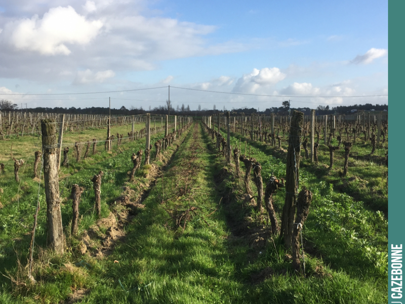 The vineyard is beautiful in winter.
Here on the parcelle des cousines.