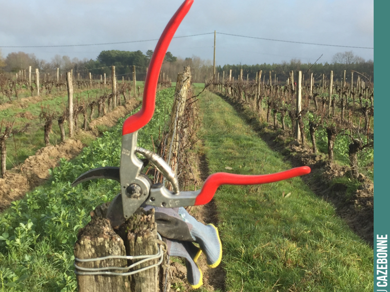 A break from pruning. Time for lunch!