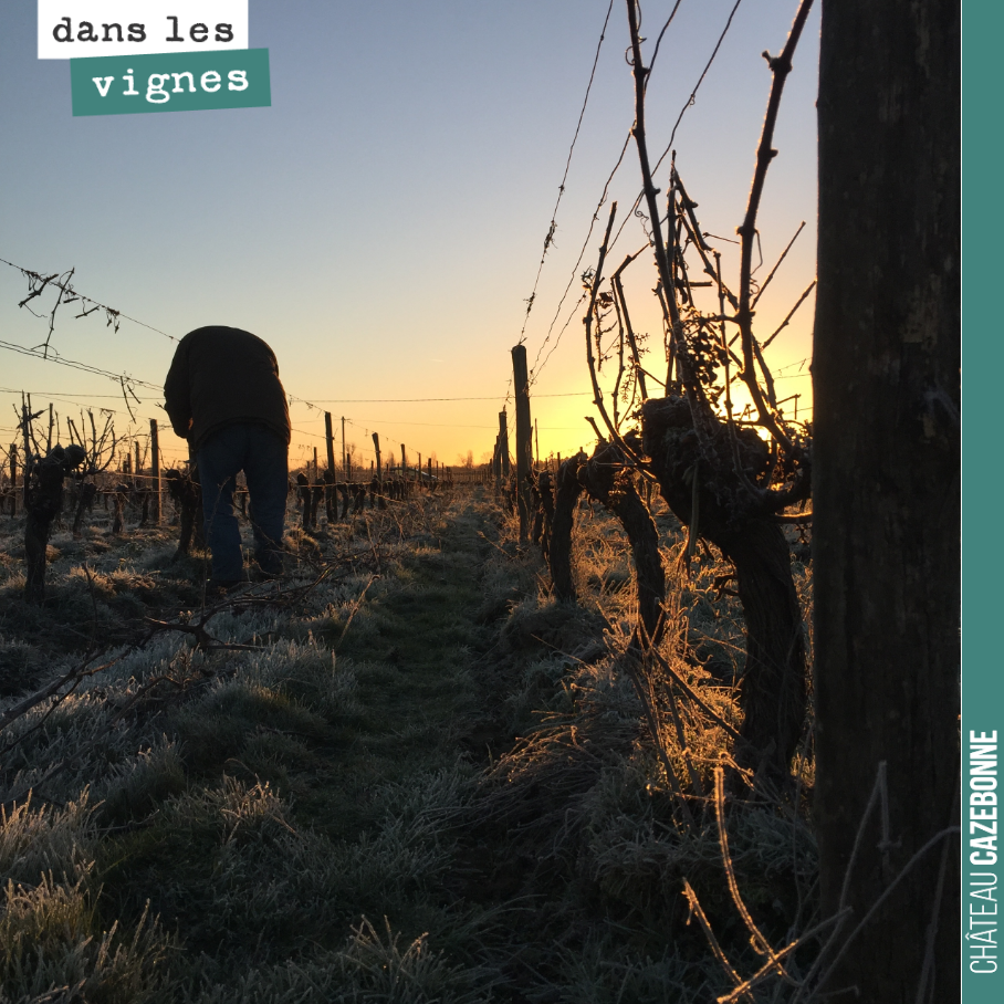 Early in the morning, braving the cold, the teams are already out pruning.
We pre-pruned this plot this year, because given the hail, it is difficult to find undamaged canes. And s...