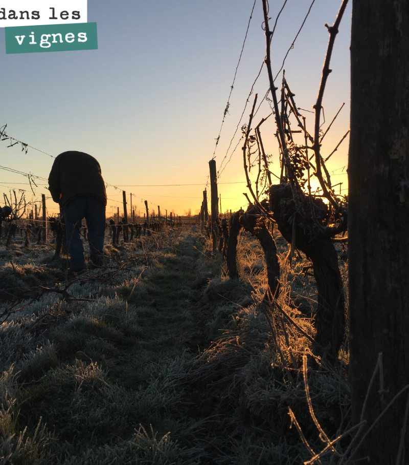 Early in the morning, braving the cold, the teams are already out pruning.
We pre-pruned this plot this year, because given the hail, it is difficult to find undamaged canes. And s...