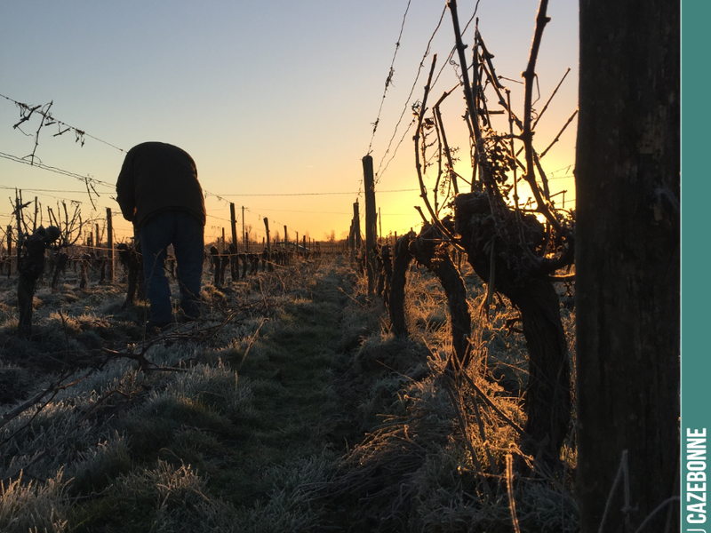 Early in the morning, braving the cold, the teams are already out pruning.
We pre-pruned this plot this year, because given the hail, it is difficult to find undamaged canes. And s...
