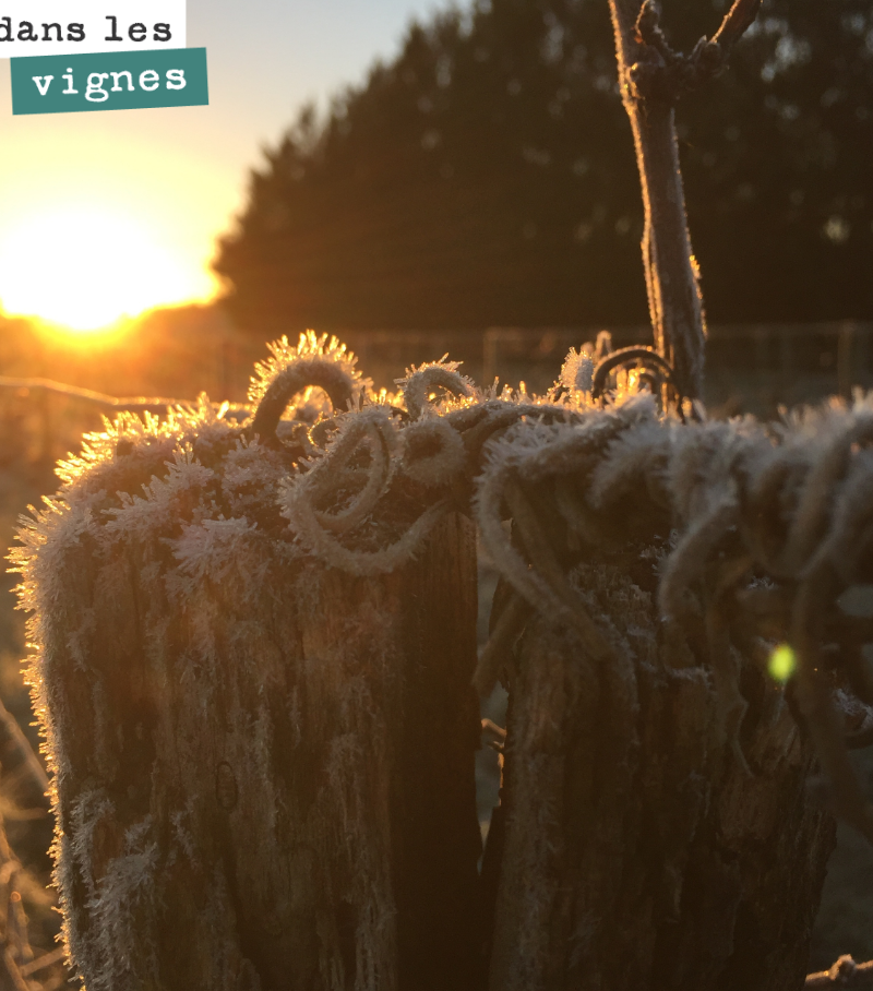 Le soleil sublime le givre de bon matin !