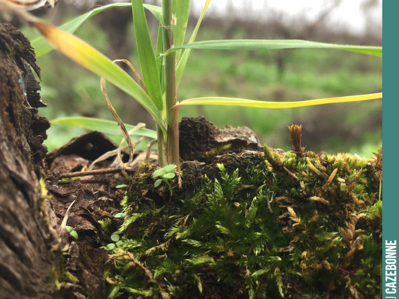 You can find all sorts of things on a vine during pruning.
We'll have to clean all this up, as it's a breeding ground for disease.