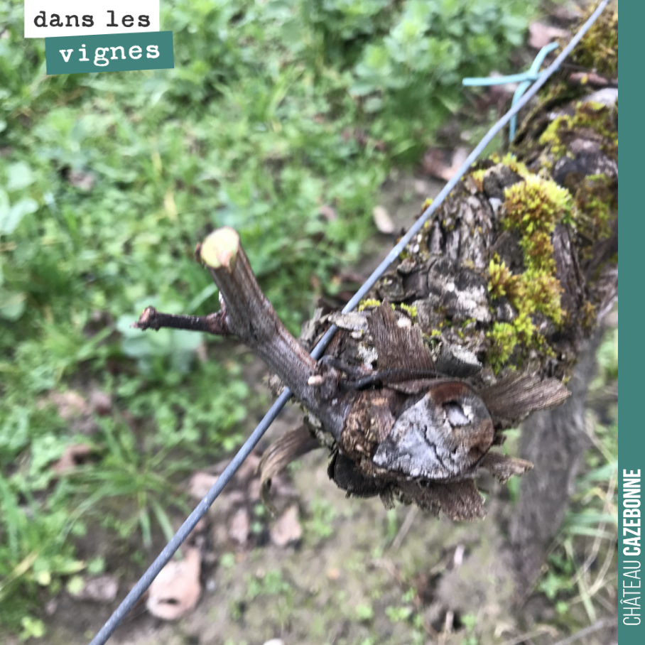 There we are, that is all we were able to save when pruning this vine.
Unfortunately, the hail rarely left us any viable wood to bear the 2019 crop.