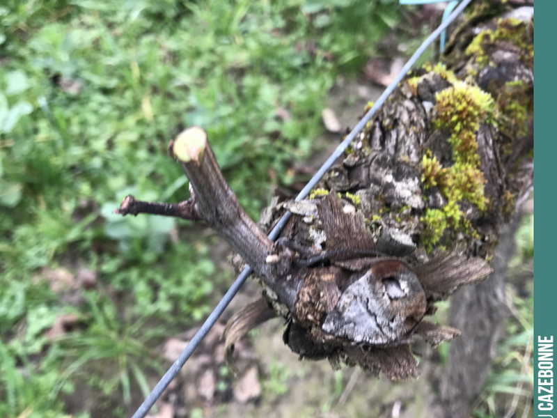 There we are, that is all we were able to save when pruning this vine.
Unfortunately, the hail rarely left us any viable wood to bear the 2019 crop.