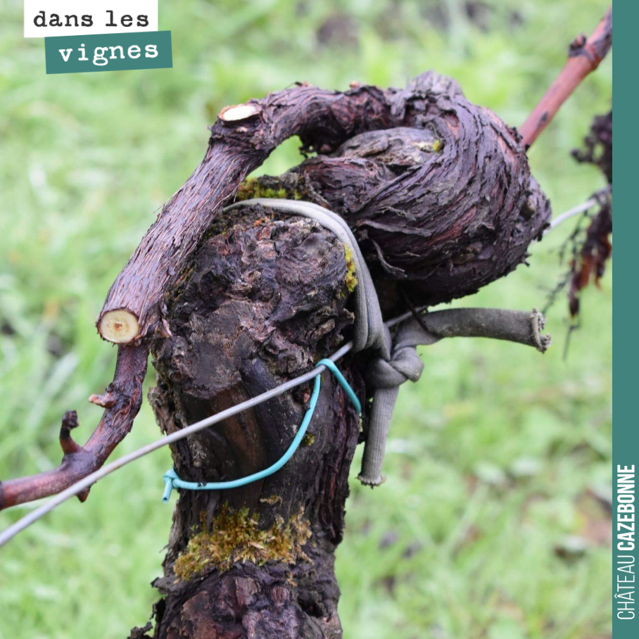 Making progress with the pruning.
Really not easy in this hail-hit year. We are trying to find a cane that can carry the 2019 harvest.