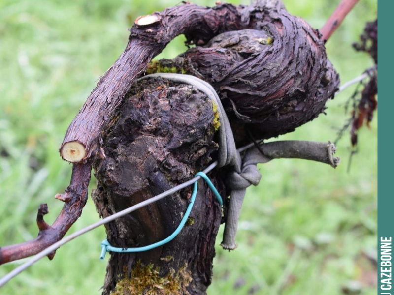 Making progress with the pruning.
Really not easy in this hail-hit year. We are trying to find a cane that can carry the 2019 harvest.
