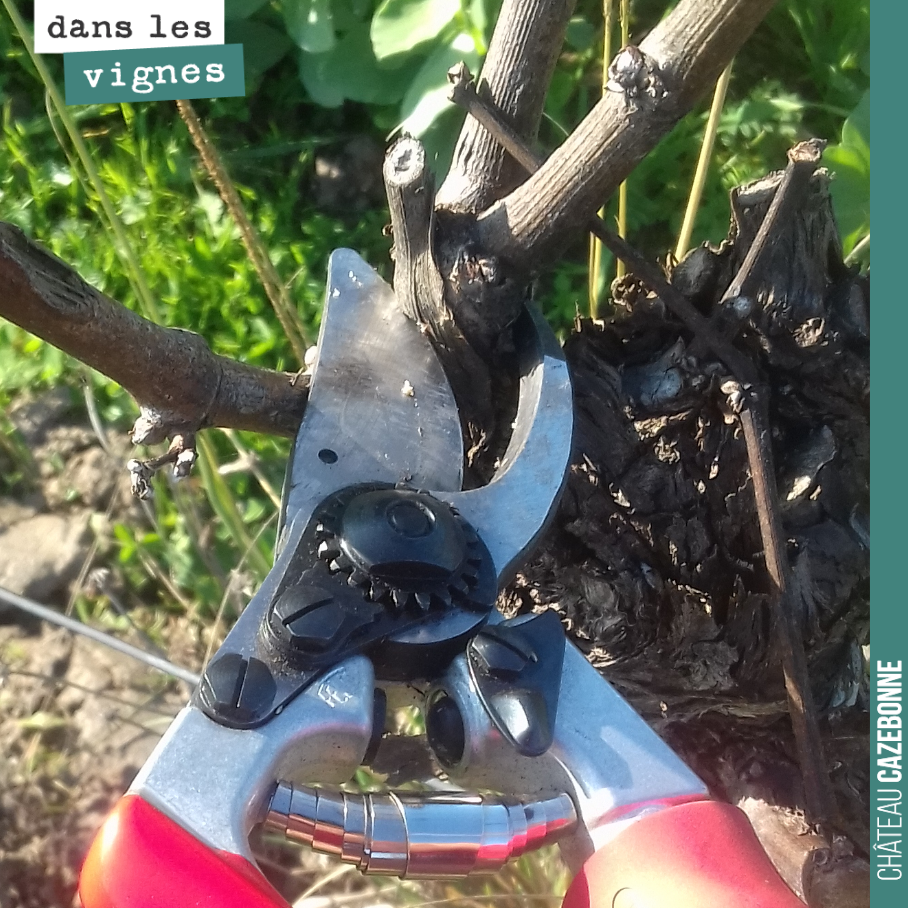 Pruning has begun. A mammoth task gets underway. We will have to prune over 130,000 vines, each requiring about a dozen cuts of the secateurs.
Pruning demands a great deal of concentra...