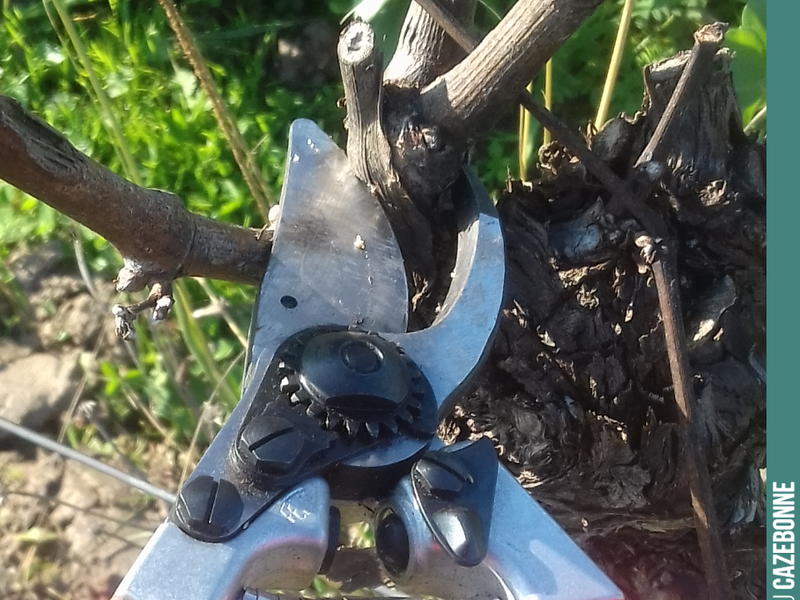 Pruning has begun. A mammoth task gets underway. We will have to prune over 130,000 vines, each requiring about a dozen cuts of the secateurs.
Pruning demands a great deal of concentra...