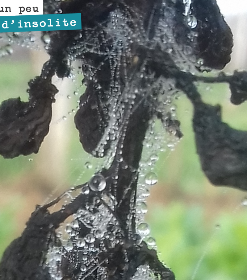 Admire the delicate lacework of these water droplets on an old bunch damaged by hail.
Nature is magnificent for those who know how to appreciate it.