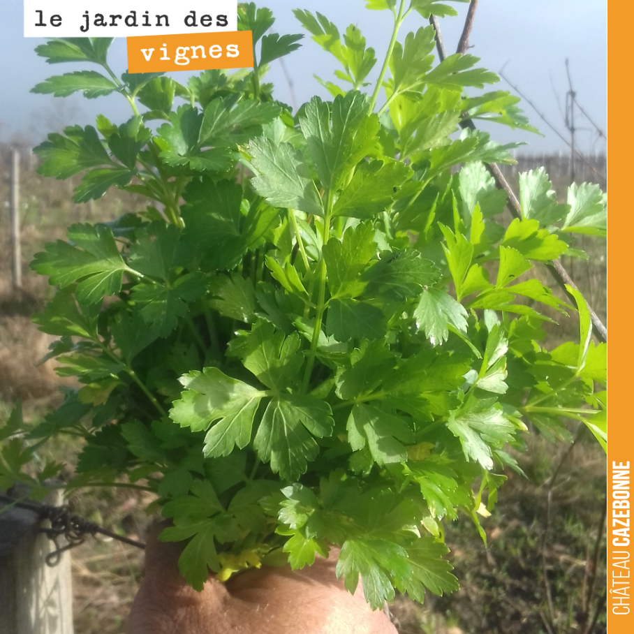 Francis has found a treasure in last year's vineyard garden: parsley.