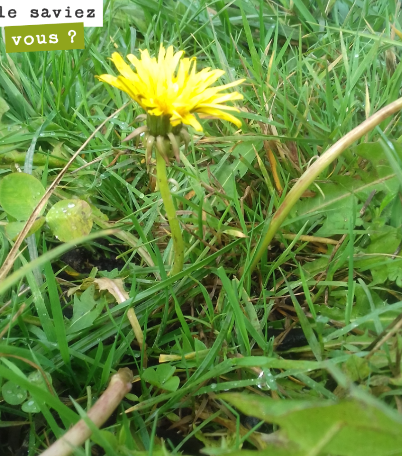 Le pissenlit est encore en fleur dans nos rangs de vigne du domaine. L’automne continue à être particulièrement clément.

Le pissenlit est souvent le signe de sol riche en matière organique. Il peu...