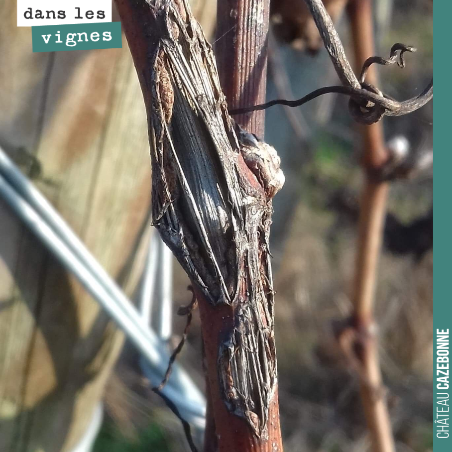 Pruning is going to be complicated this year. The hail swept through and caused this type of scarring on the year’s growth, on the canes to be pruned.
The trouble is that most of the canes can no lo...