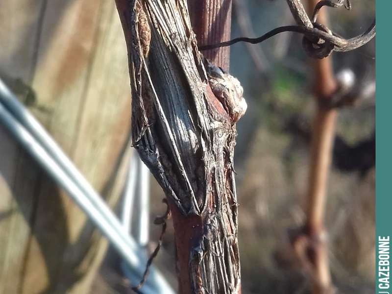 Pruning is going to be complicated this year. The hail swept through and caused this type of scarring on the year’s growth, on the canes to be pruned.
The trouble is that most of the canes can no lo...
