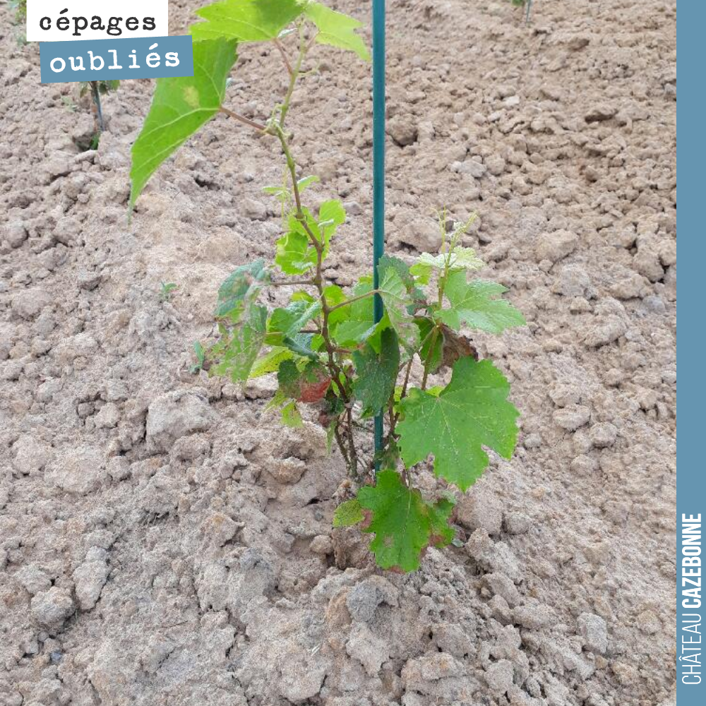 A quick overview of the grape varieties we have planted.
Here is a Jurançon Noir vine, planted from a pot on our Médecine parcel.
We are seeing considerable variation among the potted plants...