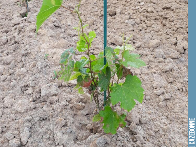 A quick overview of the grape varieties we have planted.
Here is a Jurançon Noir vine, planted from a pot on our Médecine parcel.
We are seeing considerable variation among the potted plants...