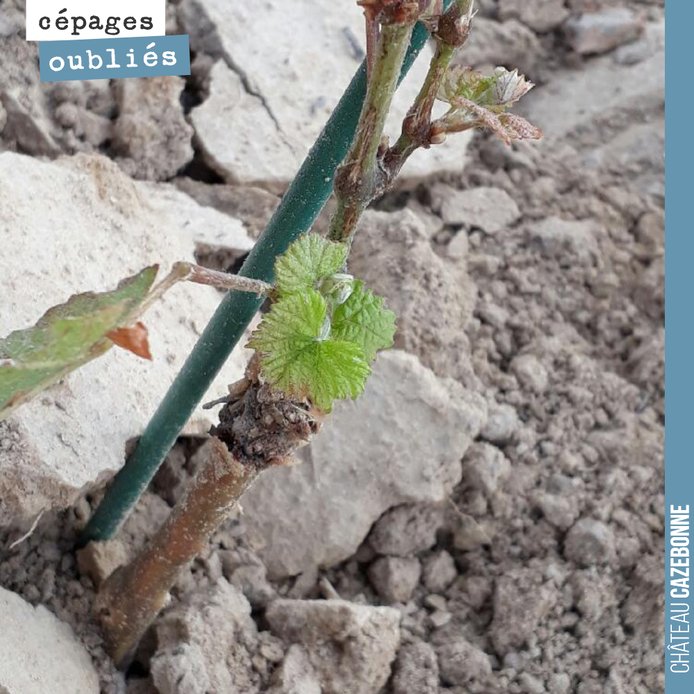 This young Sauvignon Noir vine survived the hail. Life starts anew!
