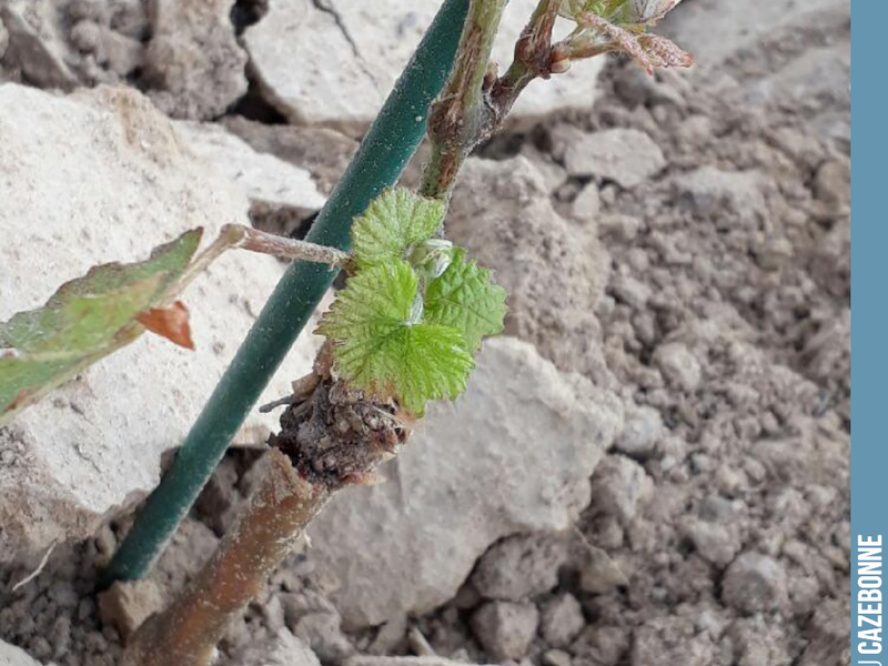 This young Sauvignon Noir vine survived the hail. Life starts anew!
