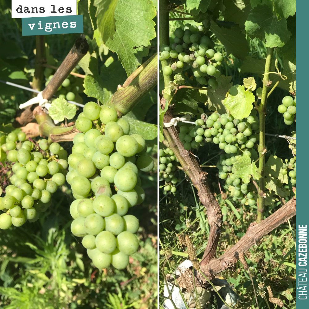 Our lovely bunches of Sauvignon Gris, top-grafted last year, were looking beautiful before the hail. Proof that top-grafting allows for a very fine harvest, as early as the second year.