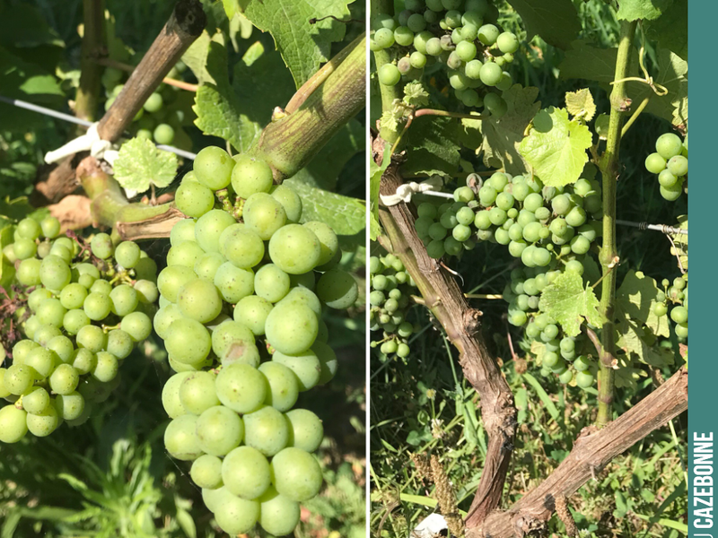 Our lovely bunches of Sauvignon Gris, top-grafted last year, were looking beautiful before the hail. Proof that top-grafting allows for a very fine harvest, as early as the second year.