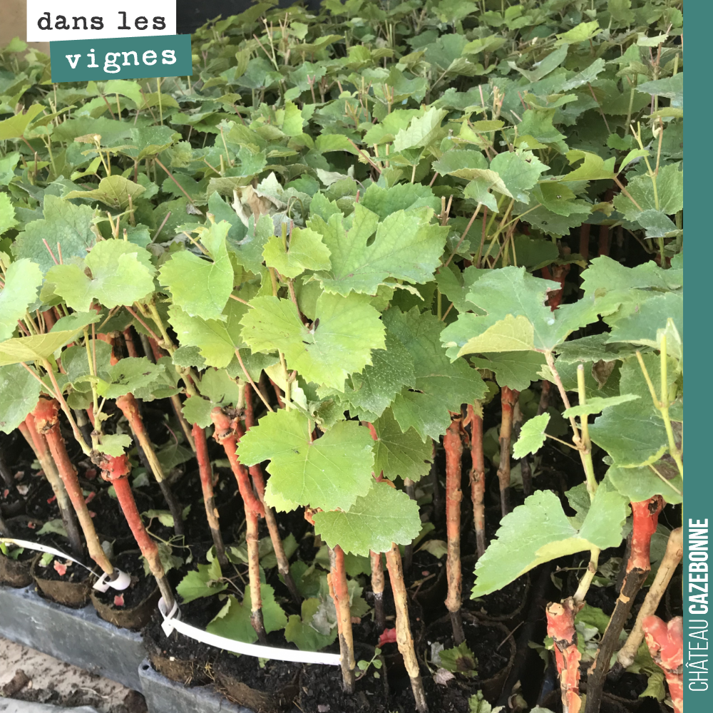 And the potted vines...