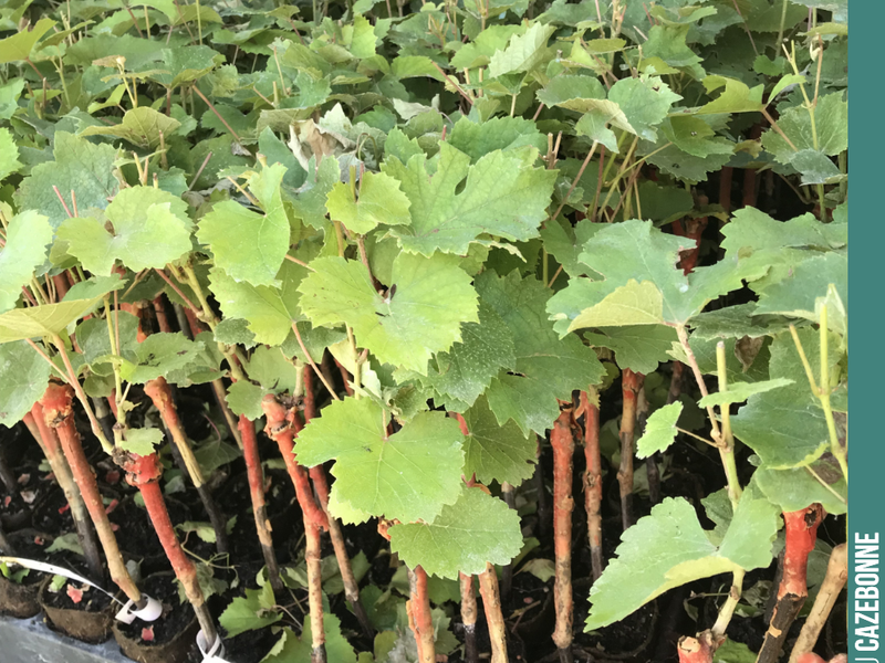 And the potted vines...
